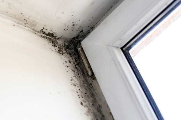 mold removal, mold remediation